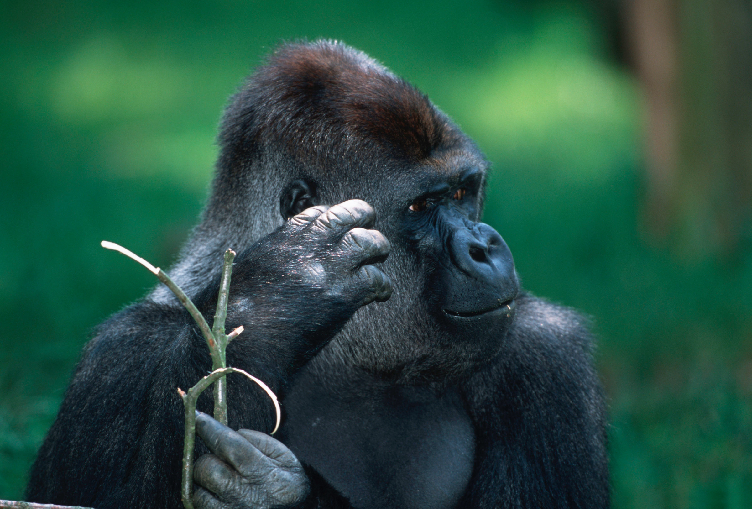 Westelijke laagland gorilla