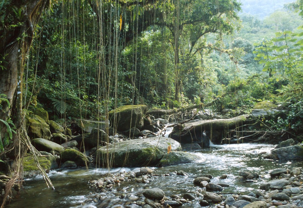 Nationaal Park Serra da Bocaina, Atlantisch regenwoud