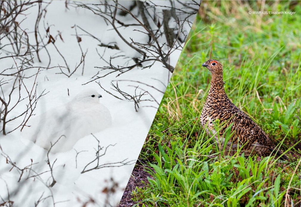 Alpensneeuwhoen winter (links) en lente (rechts)