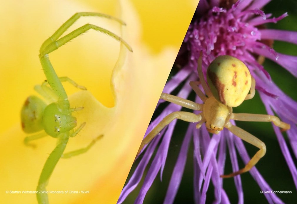 Bloemkrabspin winter (links) naar lente (rechts)