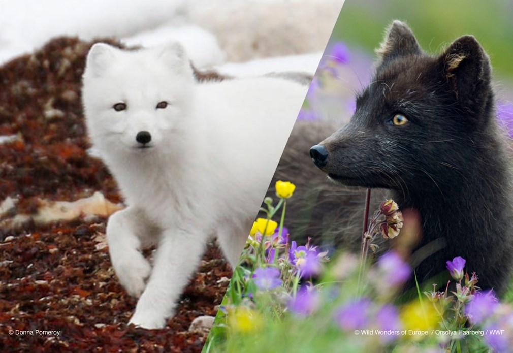 Poolvos van winter (links) naar lente (rechts)