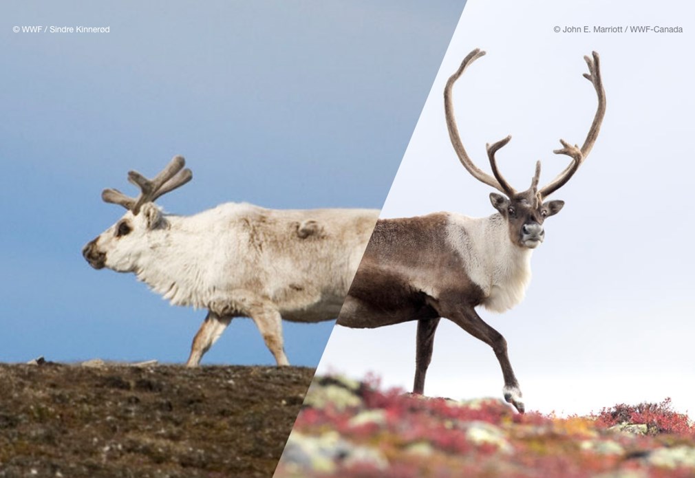 Rendier winter (links) en lente (rechts)