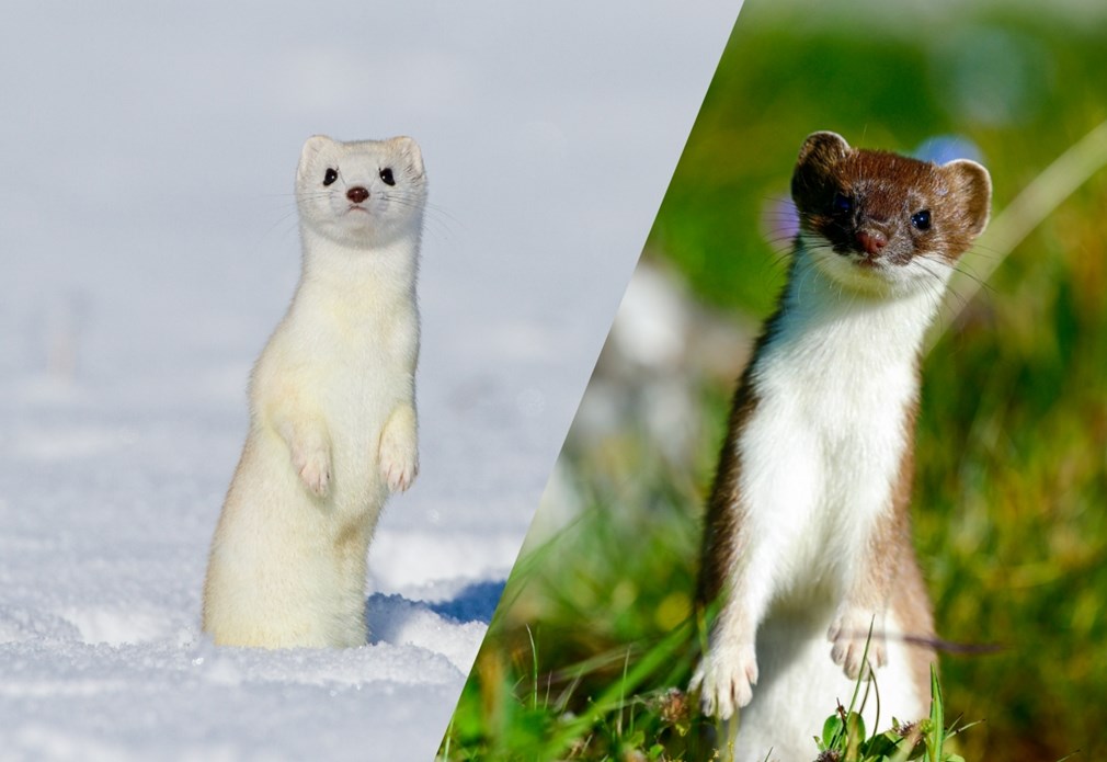 Transformerende hermelijn