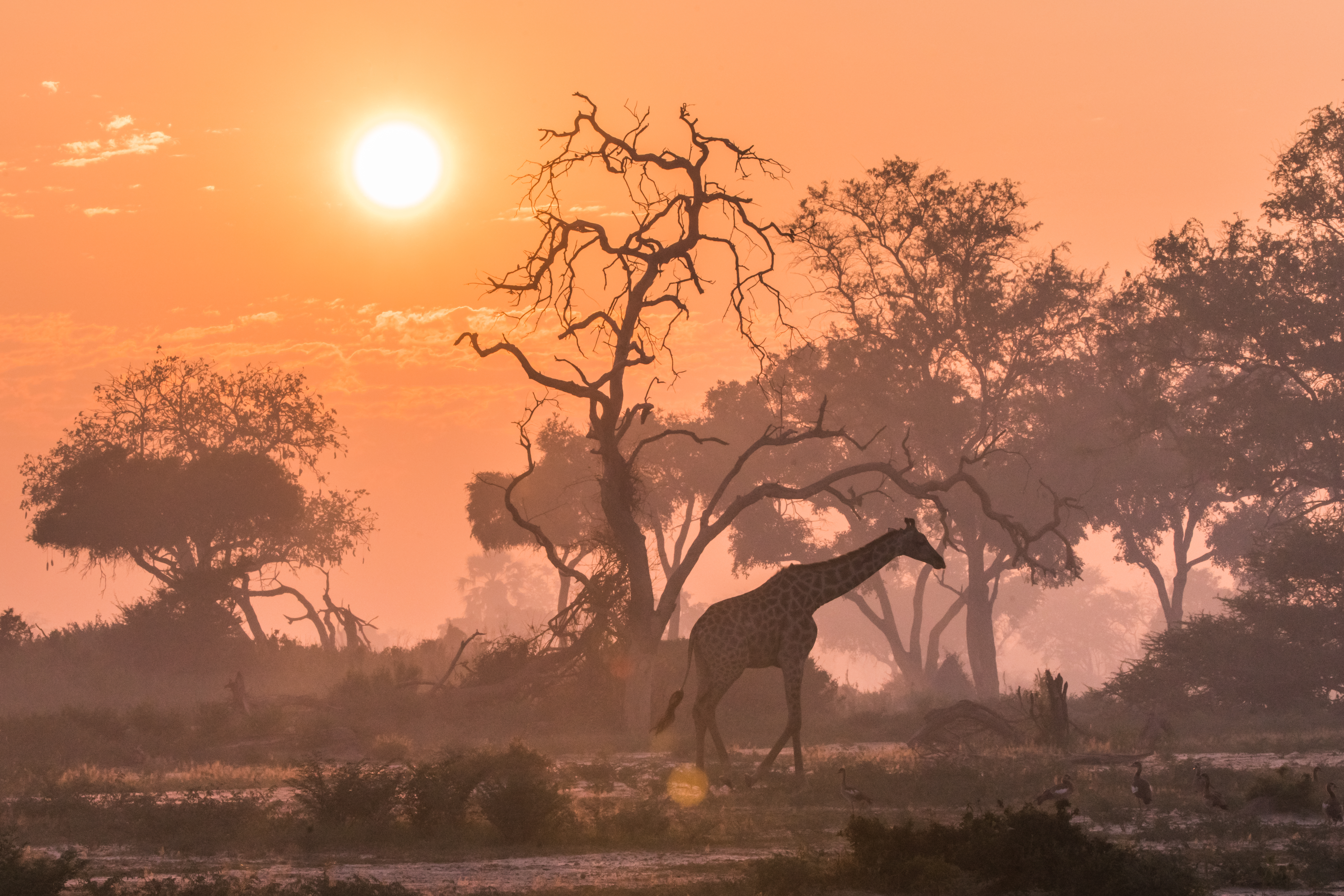 Giraf loopt bij zonsondergang in Botswana