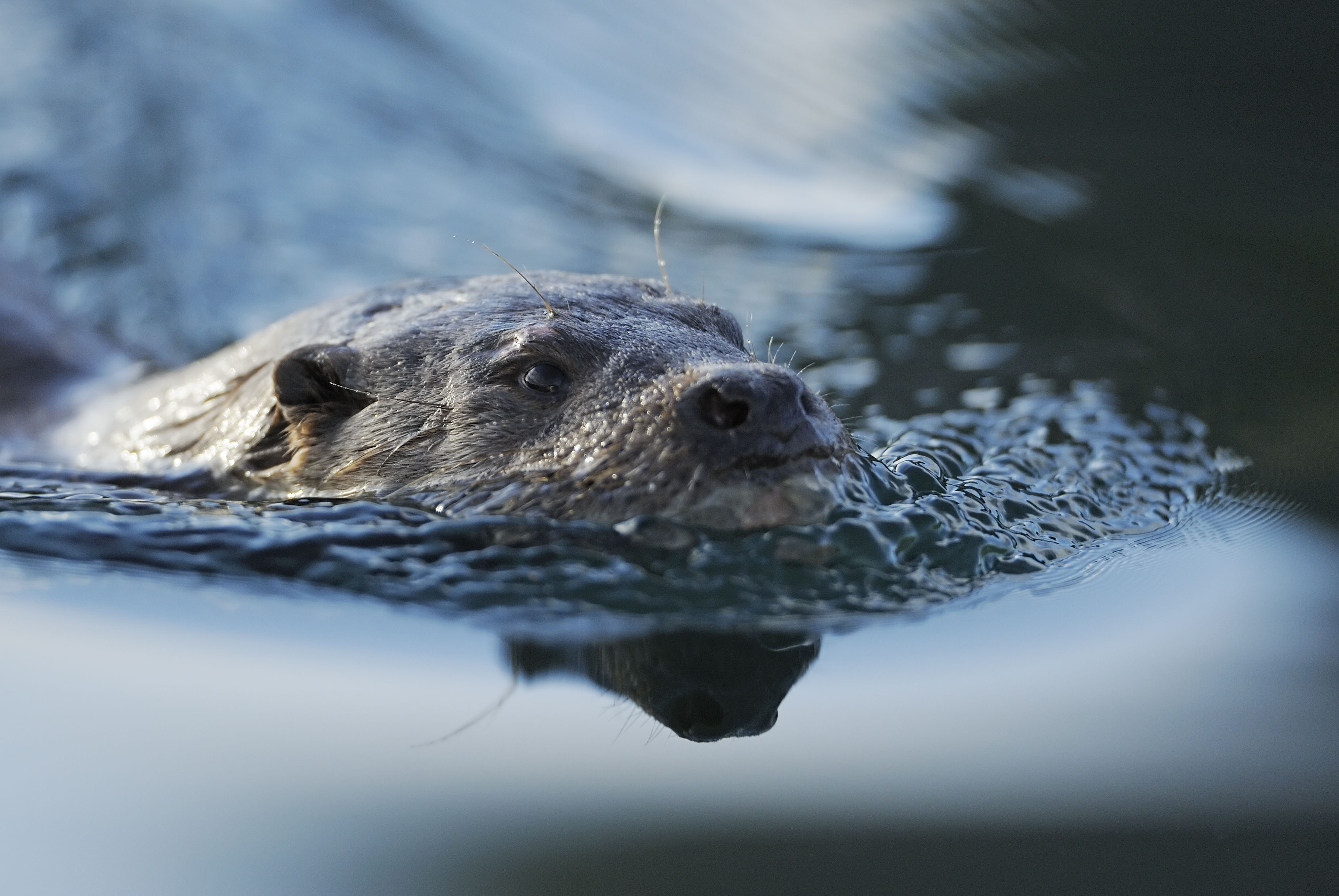 Europese otter zwemt, Noorwegen