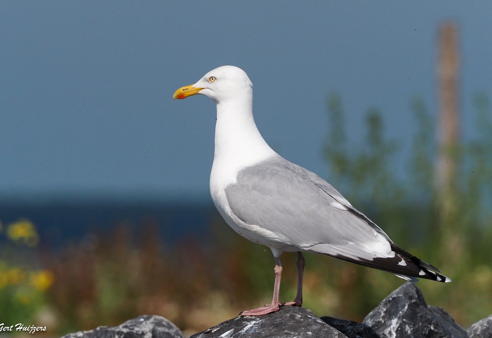 Meeuw op Bliek, close-up