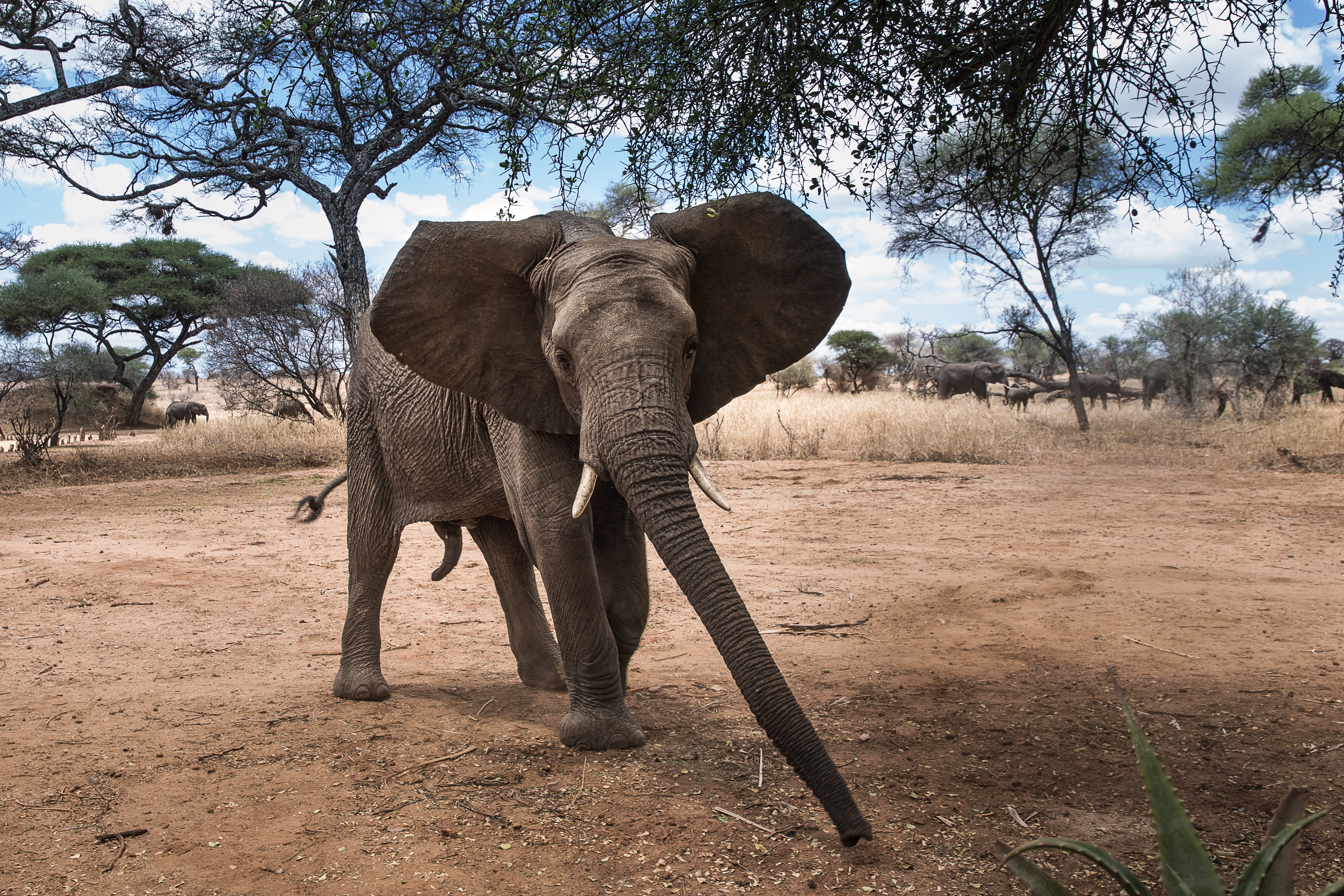 Индийские слоны живут. Саванный Африканский слон Африки. Саванный слон. Африканский слон в саванне. Саванный Африканский слон в Индии.