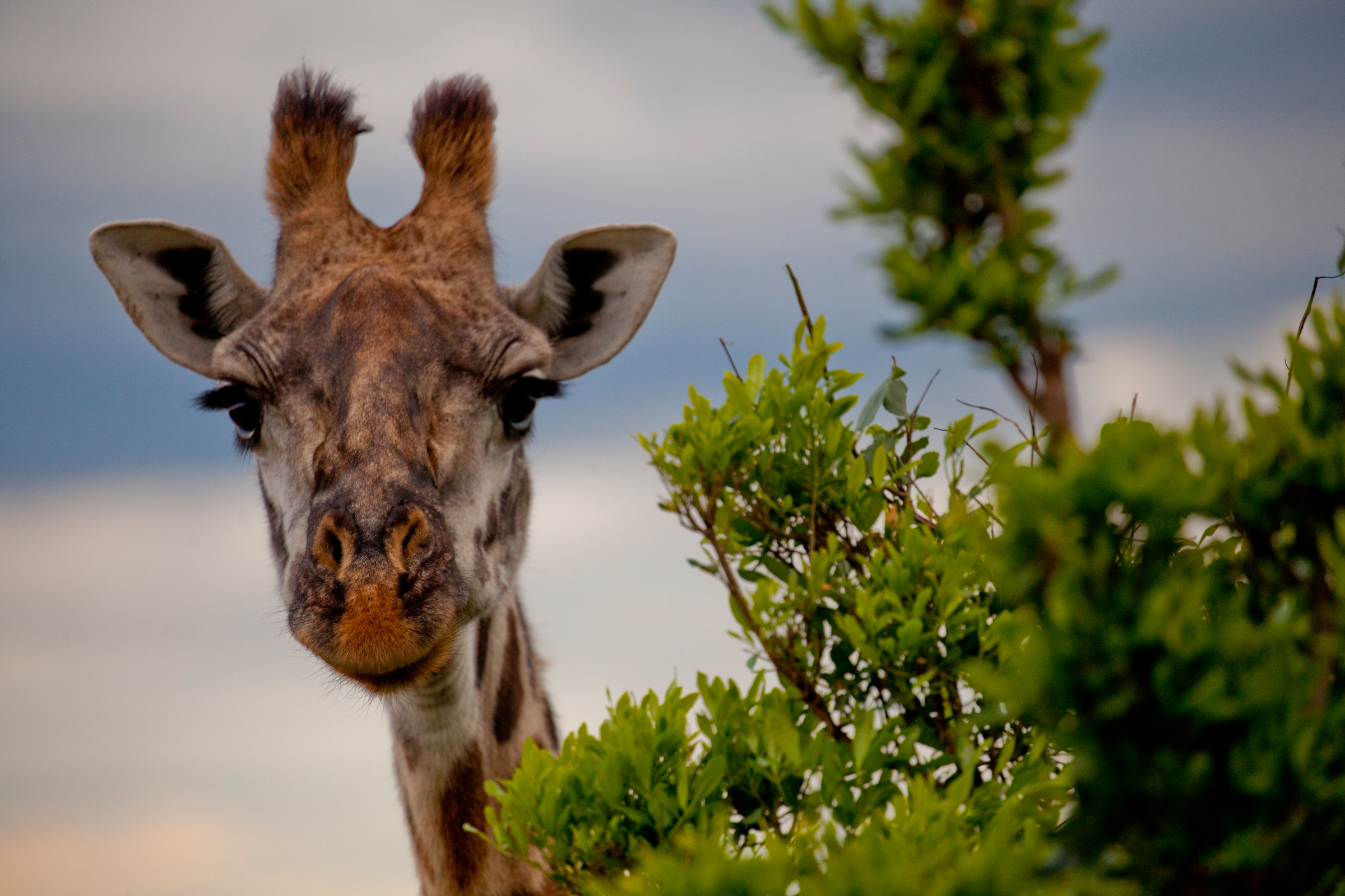 Close-up van een giraffe