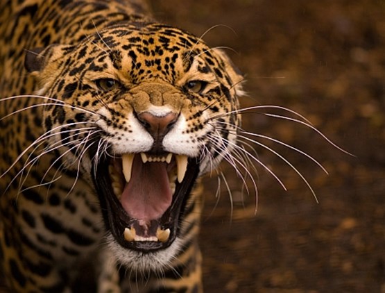 jaguarrangers